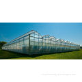 Large Multi-span polycarbonate film sheet Greenhouse Commercial greenhouses
